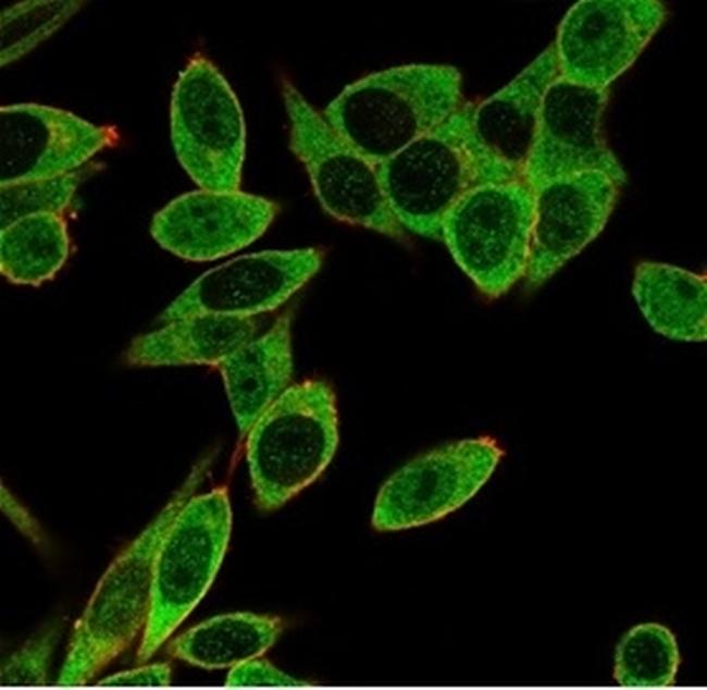 PMS1 Antibody in Immunocytochemistry (ICC/IF)