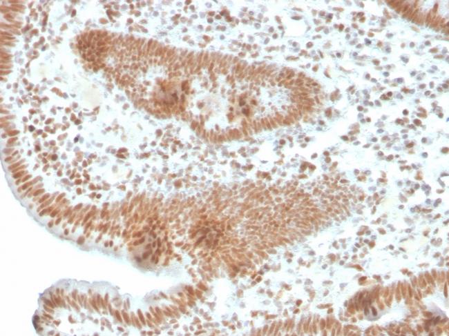 PMS2 (Postmeiotic Segregation Increased 2) Antibody in Immunohistochemistry (Paraffin) (IHC (P))