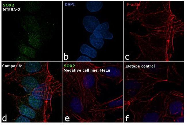 SOX2 Antibody in Immunocytochemistry (ICC/IF)