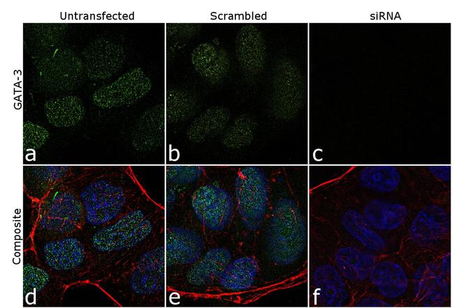 Gata-3 Antibody in Immunocytochemistry (ICC/IF)