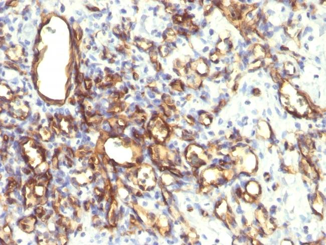 Podocalyxin (PODXL) (Hematopoietic Stem Cell Marker) Antibody in Immunohistochemistry (Paraffin) (IHC (P))