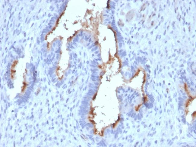 Podocalyxin (PODXL) (Hematopoietic Stem Cell Marker) Antibody in Immunohistochemistry (Paraffin) (IHC (P))