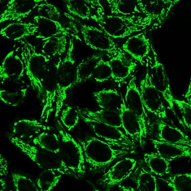 Cytochrome C (Mitochondrial Marker) Antibody in Immunocytochemistry (ICC/IF)