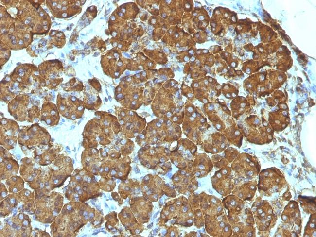 Cytochrome C (Mitochondrial Marker) Antibody in Immunohistochemistry (Paraffin) (IHC (P))