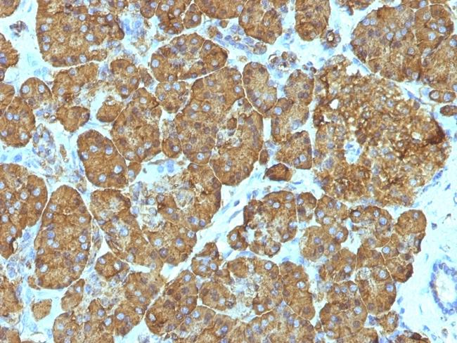 Cytochrome C (Mitochondrial Marker) Antibody in Immunohistochemistry (Paraffin) (IHC (P))