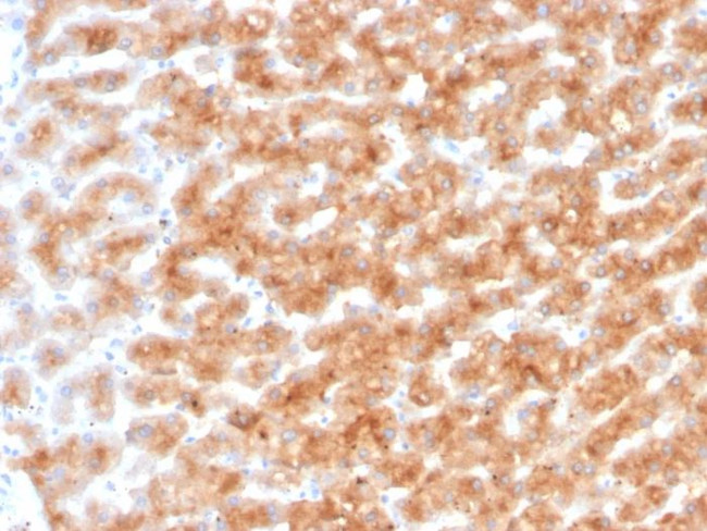 PON1/Paraoxonase 1 Antibody in Immunohistochemistry (Paraffin) (IHC (P))