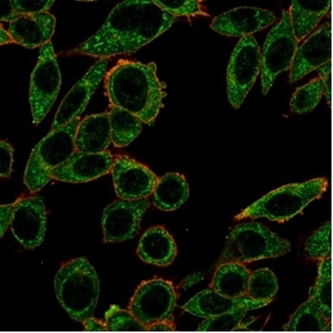 PRMT7 Antibody in Immunocytochemistry (ICC/IF)