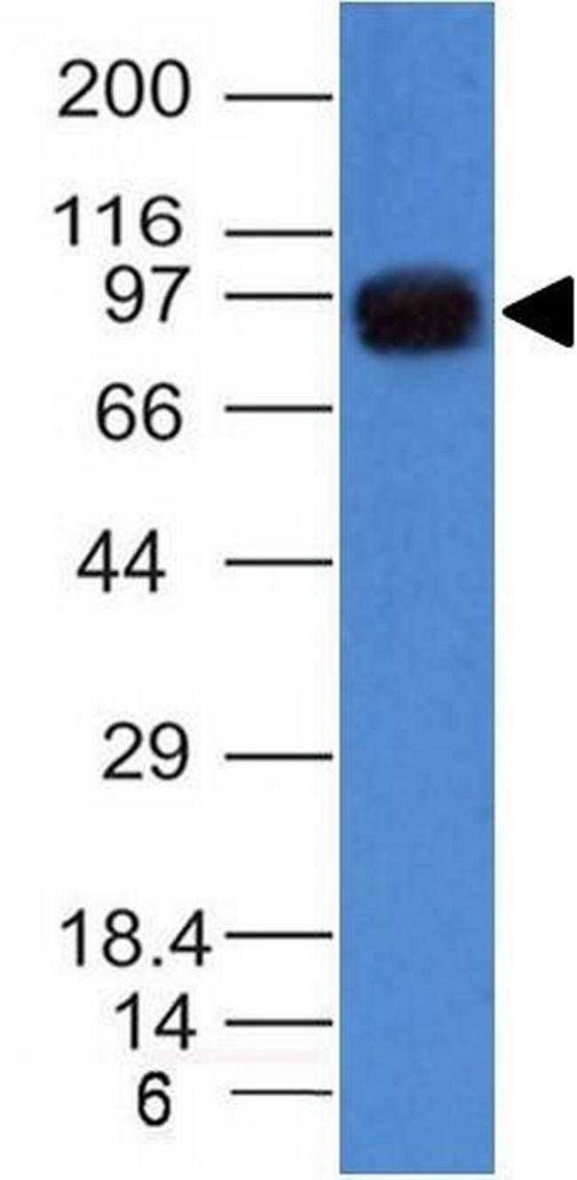 UACA/Nucling (Nuclear Membrane Marker) Antibody in Western Blot (WB)