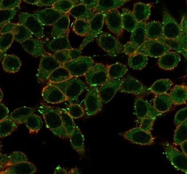 MAPK1/ERK2 (Transcription Factor) Antibody in Immunocytochemistry (ICC/IF)