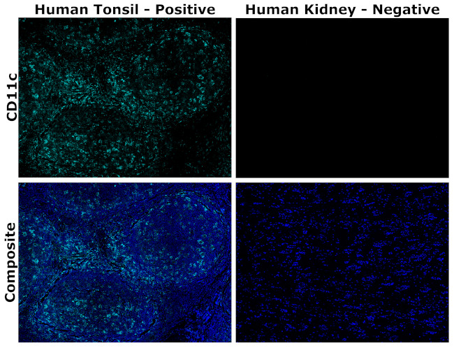 CD11c Antibody in Immunohistochemistry (Paraffin) (IHC (P))