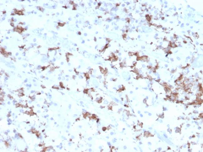 Prolactin Antibody in Immunohistochemistry (Paraffin) (IHC (P))