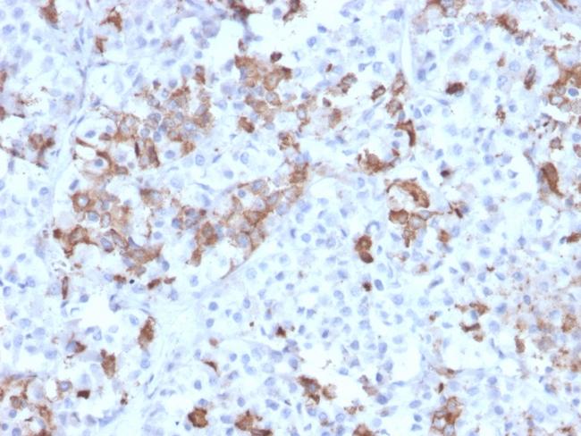 Prolactin (Pituitary Tumor Marker) Antibody in Immunohistochemistry (Paraffin) (IHC (P))