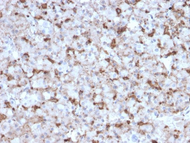 Prolactin (Pituitary Tumor Marker) Antibody in Immunohistochemistry (Paraffin) (IHC (P))