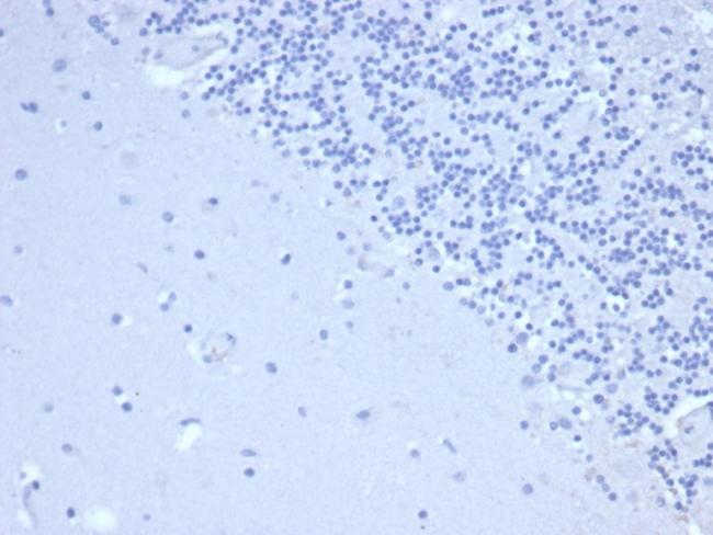 Prolactin (Pituitary Tumor Marker) Antibody in Immunohistochemistry (Paraffin) (IHC (P))