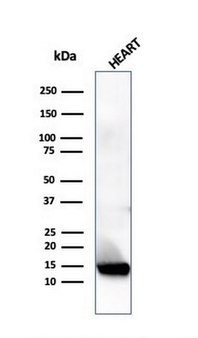 Resistin (RETN) Antibody in Western Blot (WB)