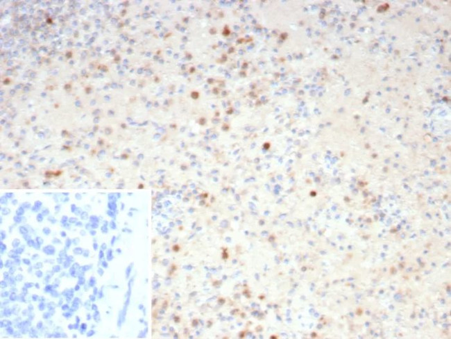 Resistin (RETN) Antibody in Immunohistochemistry (Paraffin) (IHC (P))