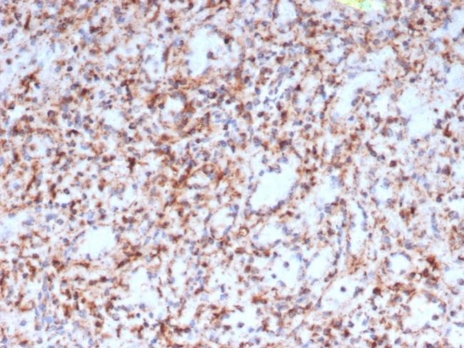 Resistin (RETN) Antibody in Immunohistochemistry (Paraffin) (IHC (P))