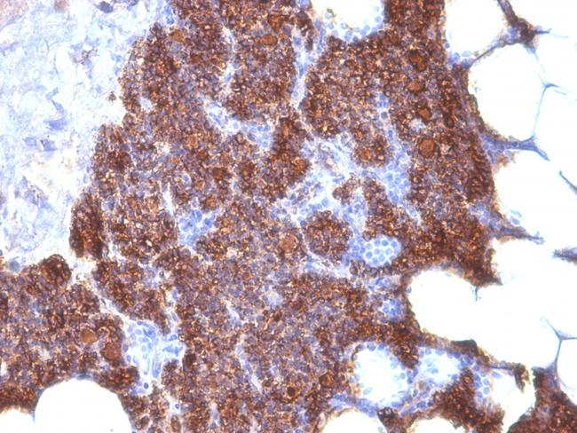 Parathyroid Hormone (PTH) Antibody in Immunohistochemistry (Paraffin) (IHC (P))