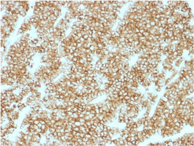 Parathyroid Hormone (PTH) (N-Terminal) Antibody in Immunohistochemistry (Paraffin) (IHC (P))