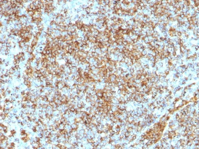 CD45RB (Leucocyte Marker) Antibody in Immunohistochemistry (Paraffin) (IHC (P))