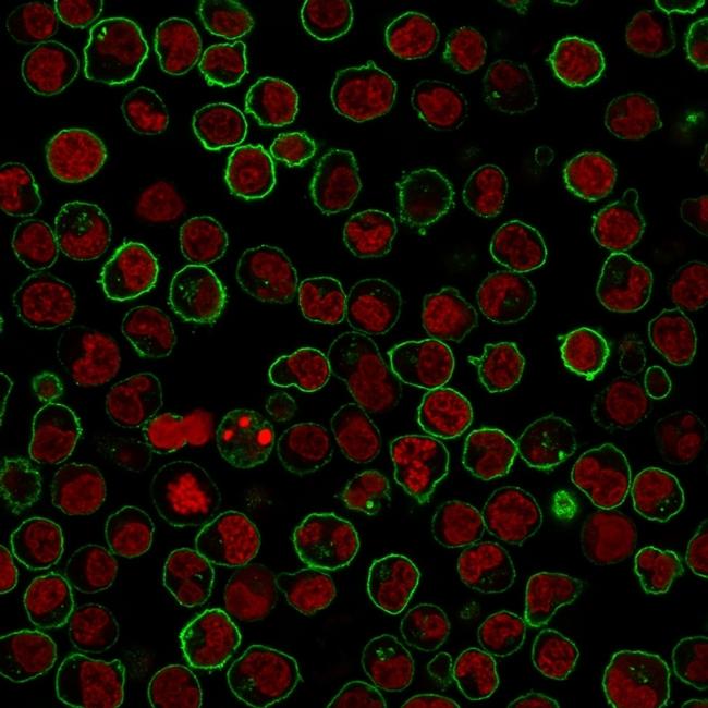 CD45RB Antibody in Immunocytochemistry (ICC/IF)