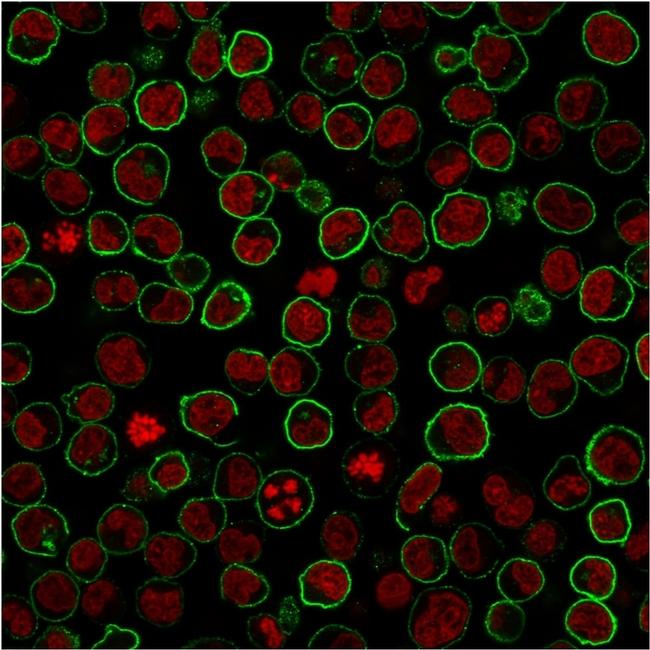 CD45RB Antibody in Immunocytochemistry (ICC/IF)