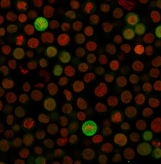 Bax (Apoptosis Marker) Antibody in Immunocytochemistry (ICC/IF)