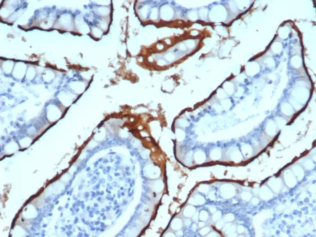 ACE2/Angiotensin I Converting Enzyme 2 Antibody in Immunohistochemistry (Paraffin) (IHC (P))