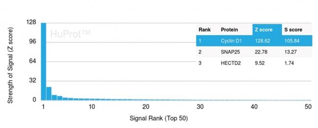 Cyclin D1 (G1-Cyclin and Mantle Cell Lymphoma Marker) Antibody in Peptide array (ARRAY)