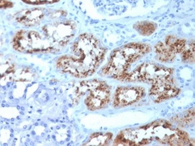 RBP4/Retinol Binding Protein 4 Antibody in Immunohistochemistry (Paraffin) (IHC (P))