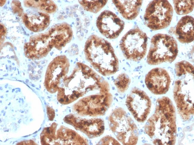 RBP4/Retinol Binding Protein 4 Antibody in Immunohistochemistry (Paraffin) (IHC (P))