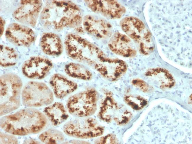 RBP4/Retinol Binding Protein 4 Antibody in Immunohistochemistry (Paraffin) (IHC (P))