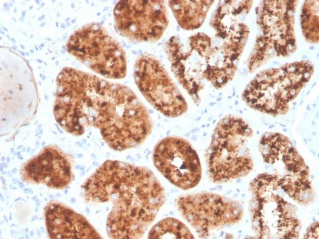 RBP4/Retinol Binding Protein 4 Antibody in Immunohistochemistry (Paraffin) (IHC (P))