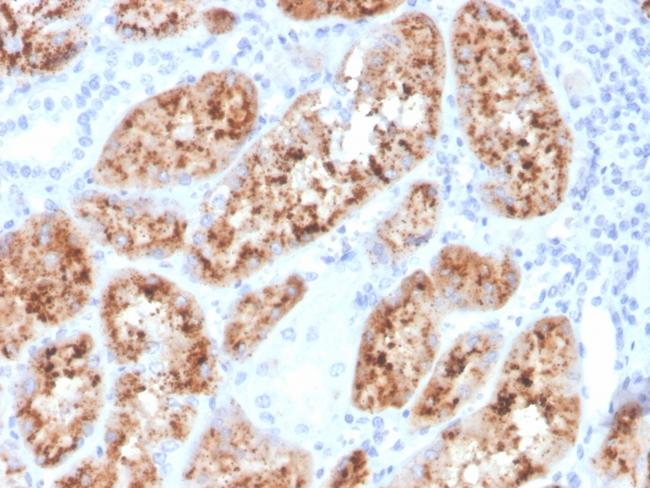 RBP4/Retinol Binding Protein 4 Antibody in Immunohistochemistry (Paraffin) (IHC (P))