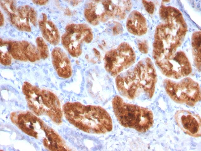 RBP4/Retinol Binding Protein 4 Antibody in Immunohistochemistry (Paraffin) (IHC (P))