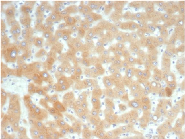 RBP4/Retinol Binding Protein 4 Antibody in Immunohistochemistry (Paraffin) (IHC (P))