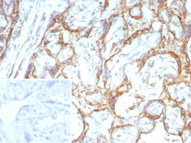 RET Proto-oncogene Antibody in Immunohistochemistry (Paraffin) (IHC (P))