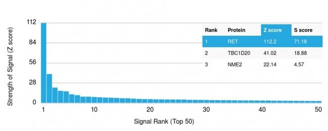 RET Proto-oncogene Antibody in Peptide array (ARRAY)