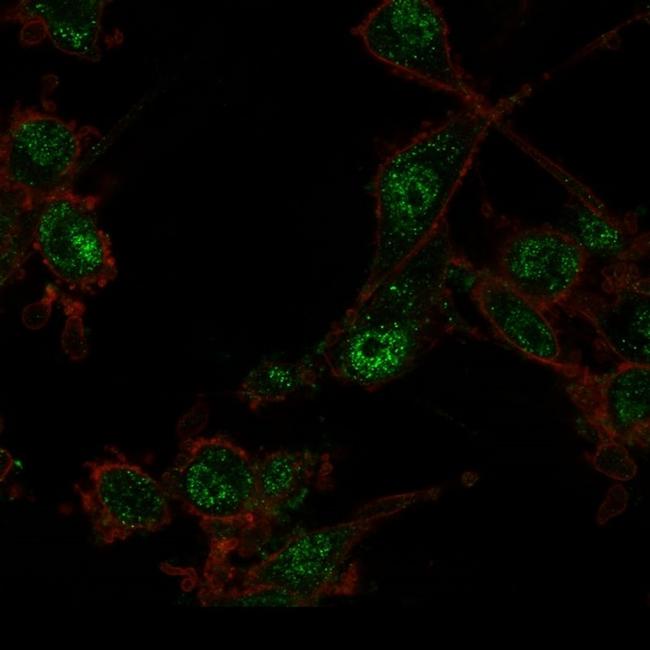 TRIM27 Antibody in Immunocytochemistry (ICC/IF)