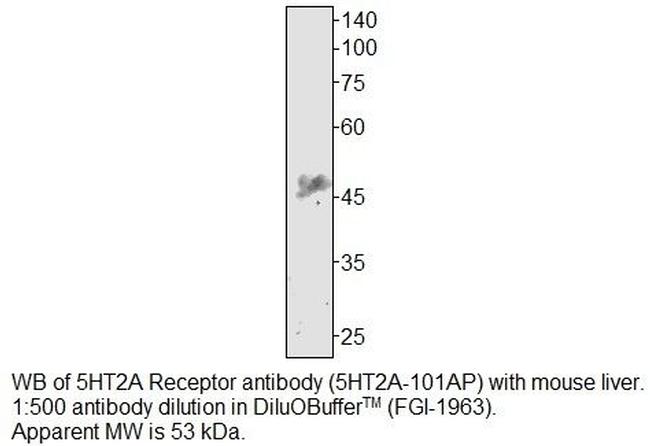 5HT2A Receptor Antibody in Western Blot (WB)