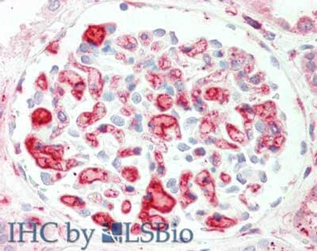 Apolipoprotein C-II Antibody in Immunohistochemistry (Paraffin) (IHC (P))