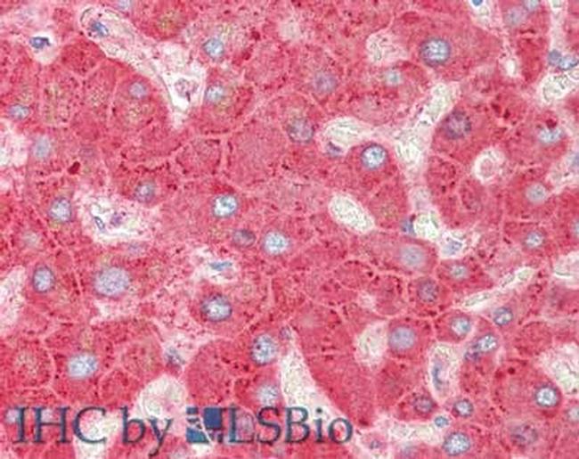 Apolipoprotein C-III Antibody in Immunohistochemistry (Paraffin) (IHC (P))