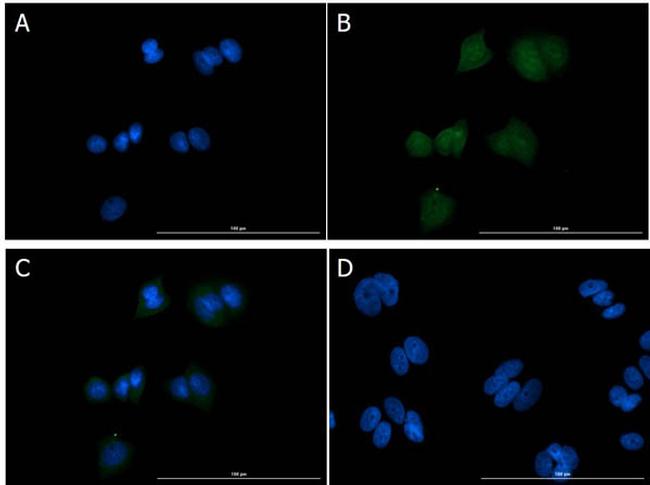 EEF1A2 Antibody in Immunocytochemistry (ICC/IF)