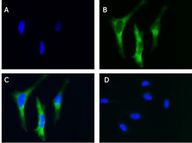 EIF2A Antibody in Immunocytochemistry (ICC/IF)