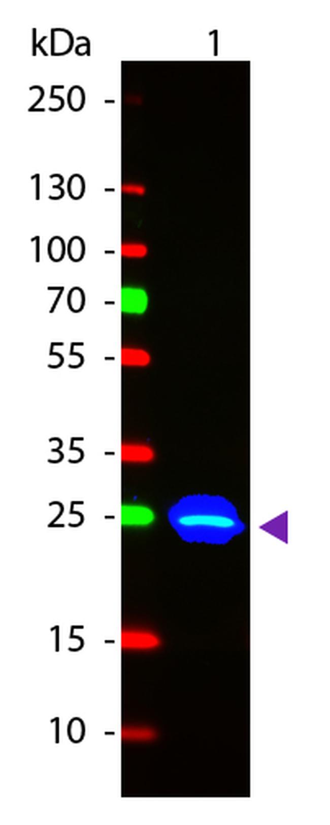 GFP Antibody in Western Blot (WB)