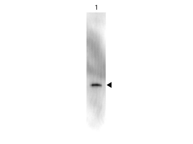 GFP Antibody in Western Blot (WB)