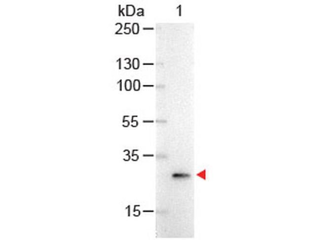 GFP Antibody in Western Blot (WB)