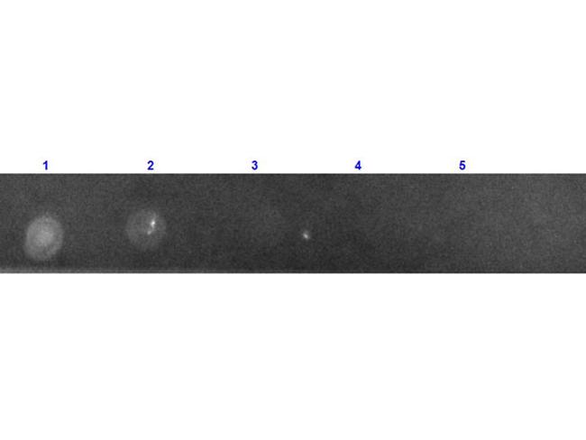 GFP Antibody in Dot Blot (DB)