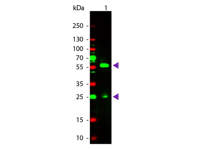 Biotin Antibody in Western Blot (WB)