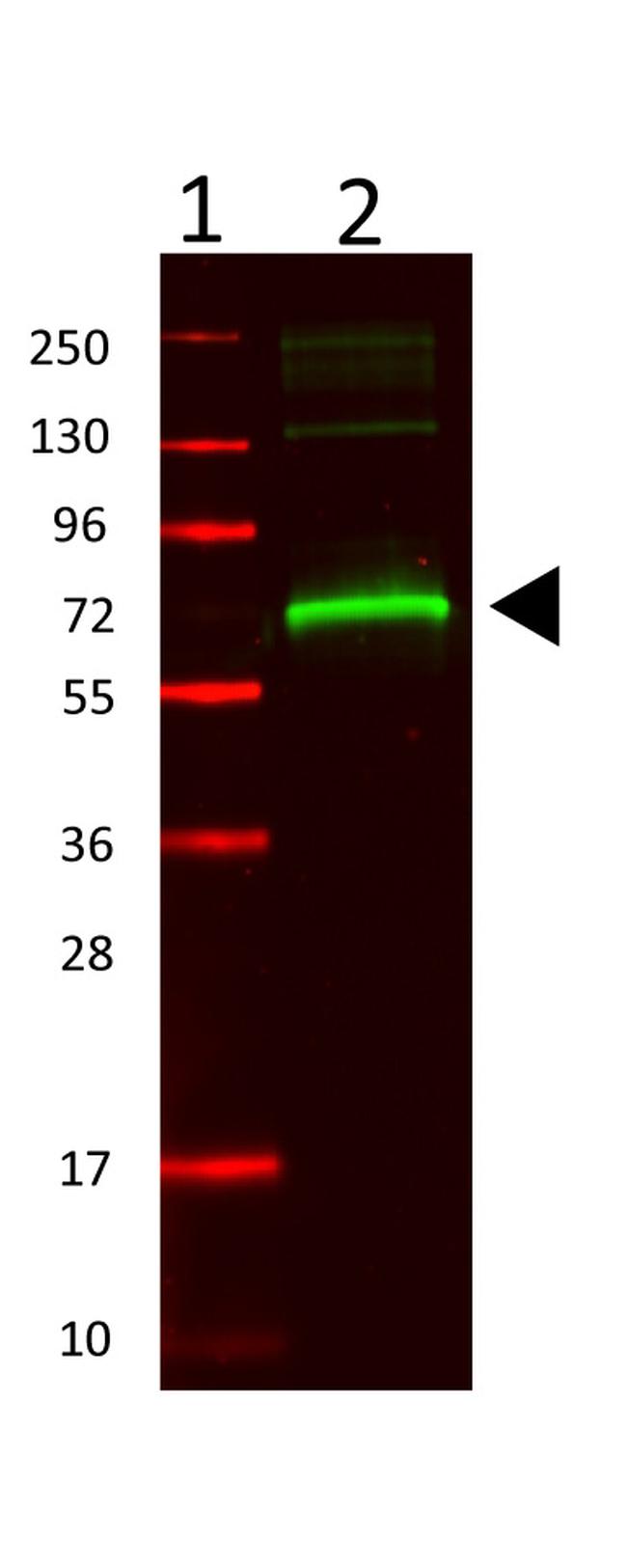 Mouse Serum Albumin Antibody in Western Blot (WB)